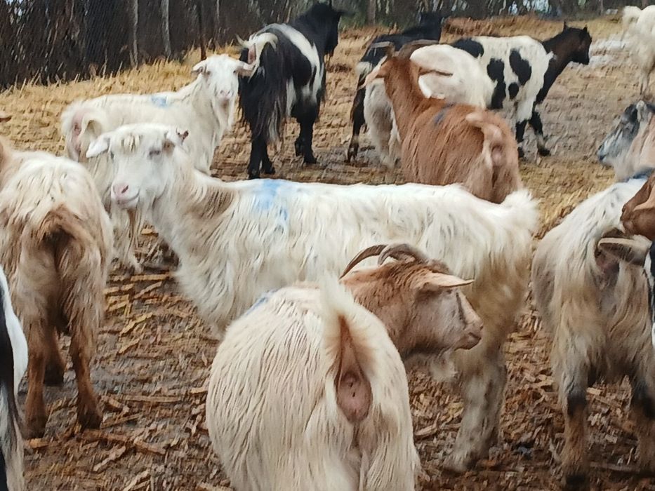 Vând capre tinere si oi carabase