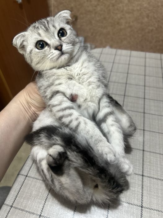 Продам породистого котенка