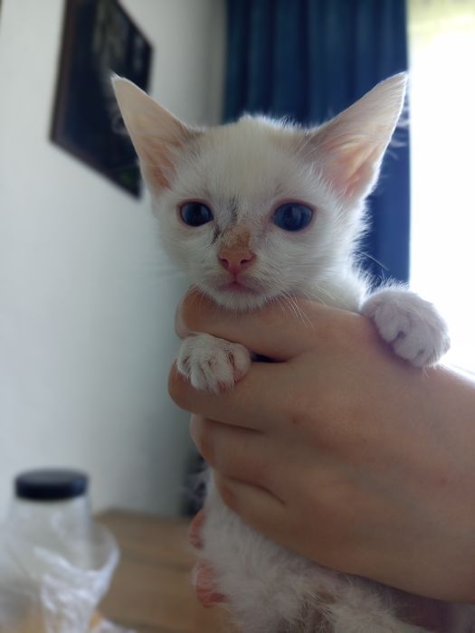 Котенок,в надёжные руки