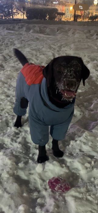 Куртка для средней собаки