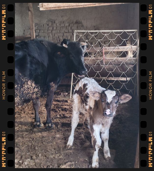 Gonajin soglom egze buqa sigir