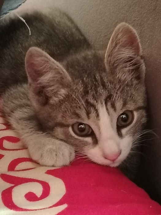 Котенок мальчик 3месяца