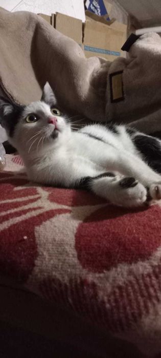 Котёнок мальчик 3 месяца