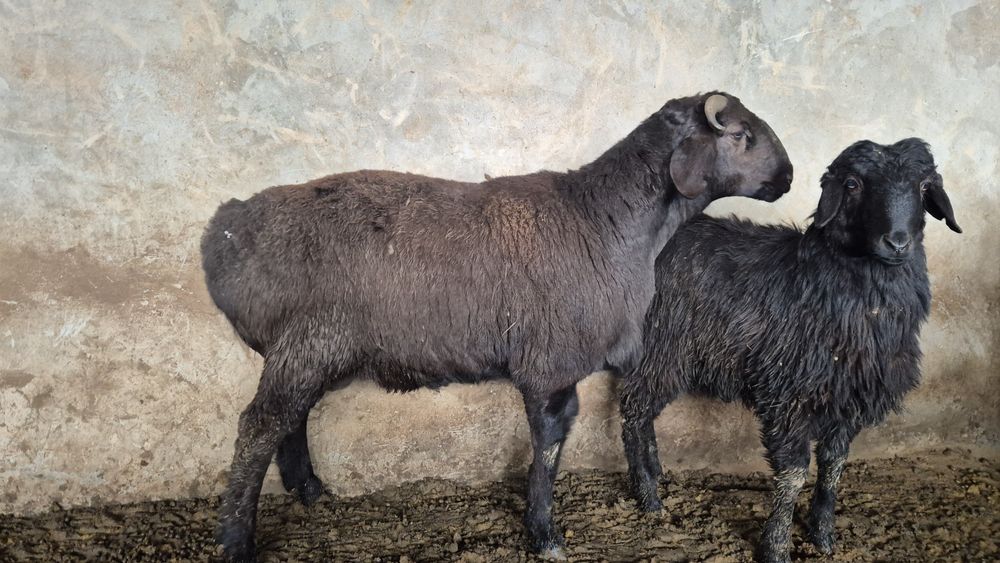 Қошқарлар. Парода