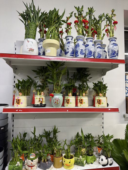 Бамбук в керамике