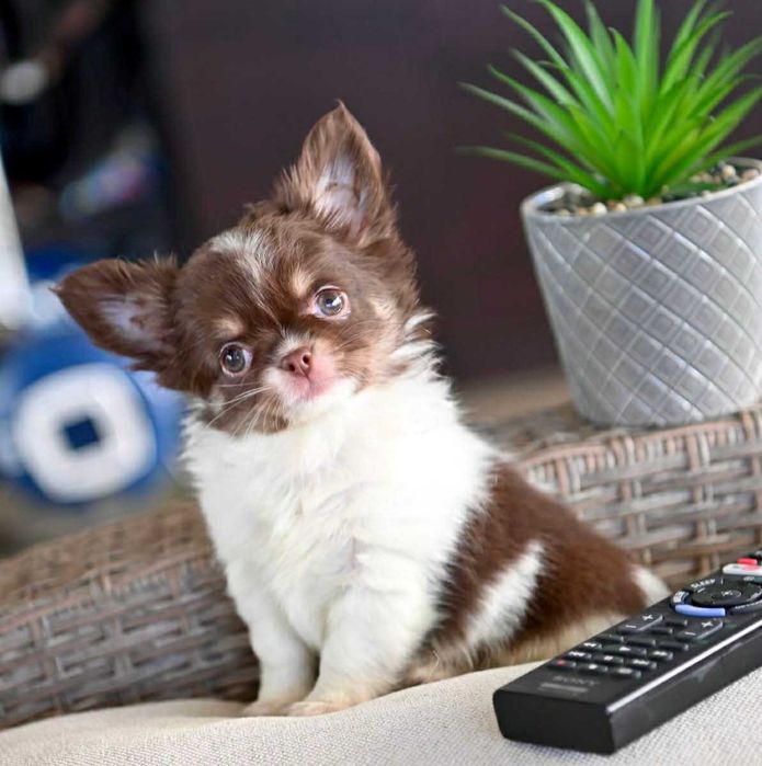 Мъжко дългокосместо мини чихуахуа бял шоколадов тен