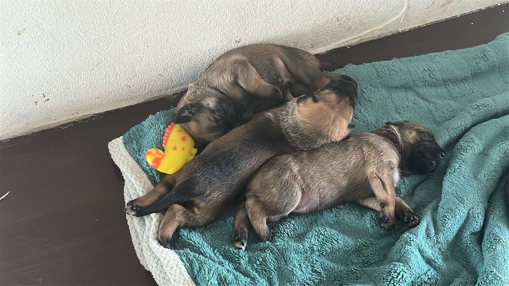 Продам щенков немце-корсо