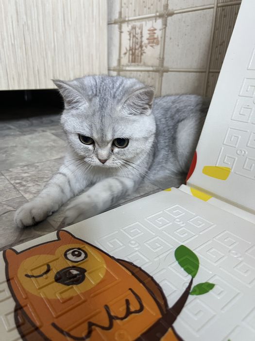 Шиншилла котенок