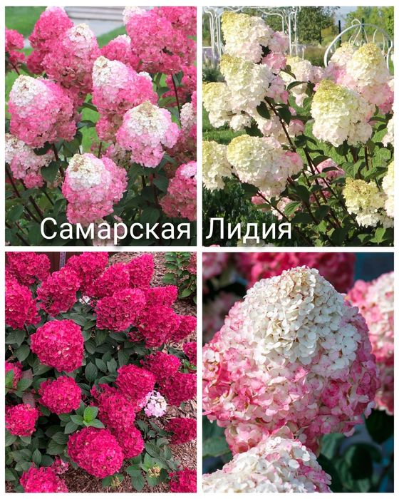 Гортензия Метельчатая и древовидная зимостойкая