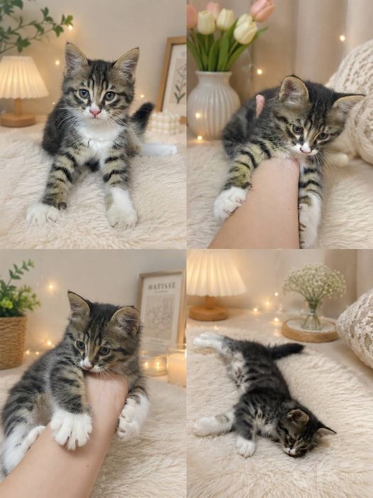 Милые котята ждут своих хозяев