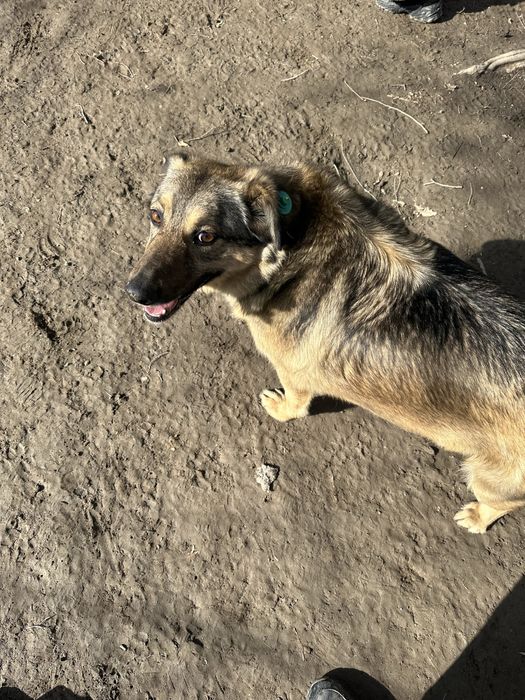 Пристраивается собака!