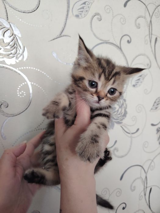 Продам шотландских котят