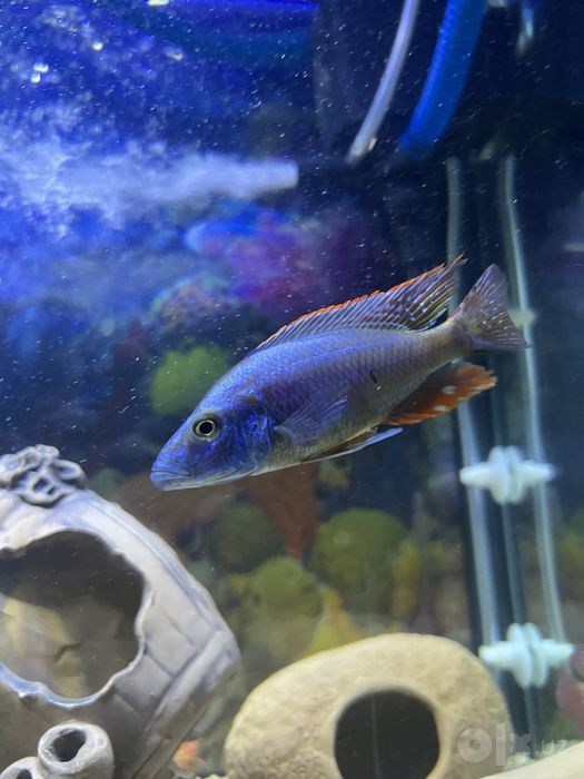 Akvariyum full naborlari bilan sotiladi