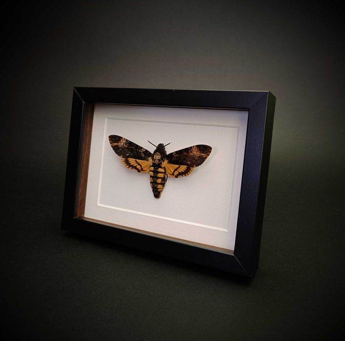 Мъртвешка глава , Препарирана нощна пеперуда , Мълчанието на агнетата