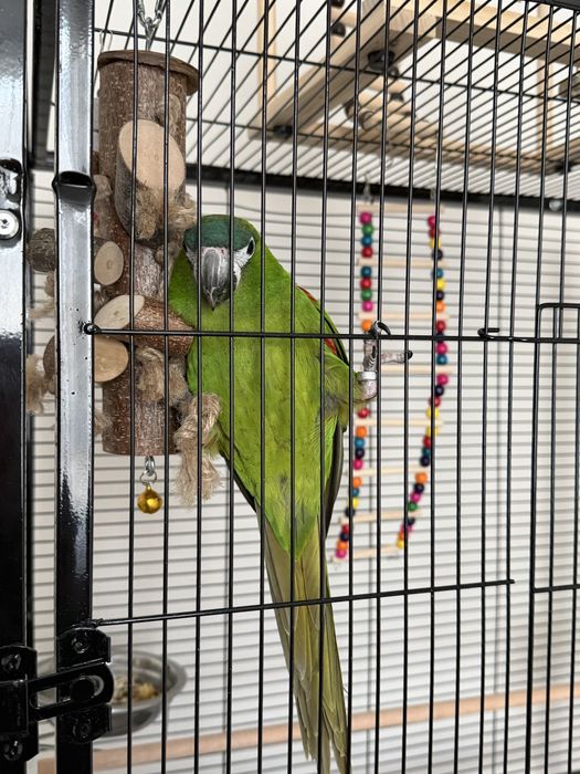 Коштанаволобый Ара