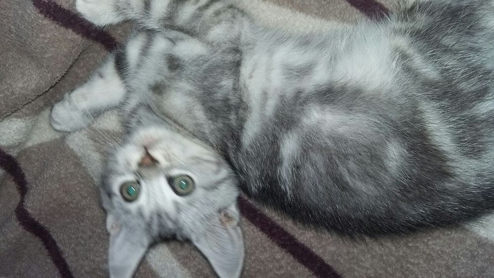 Мейн кун+скоттиш страйт.