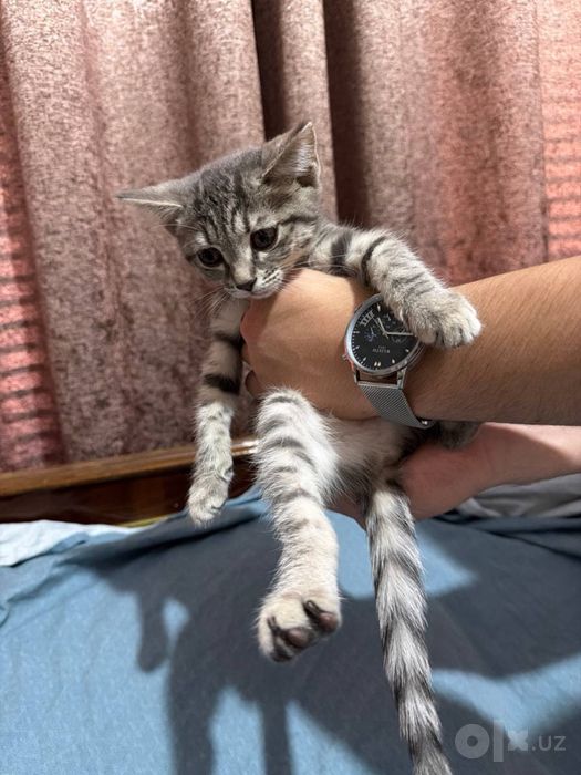 Отдам кошечку в хорошие руки