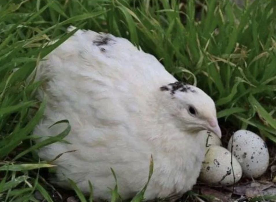 beli gigant bedana xorozi