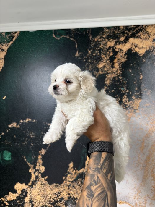 Bichon maltez mascul