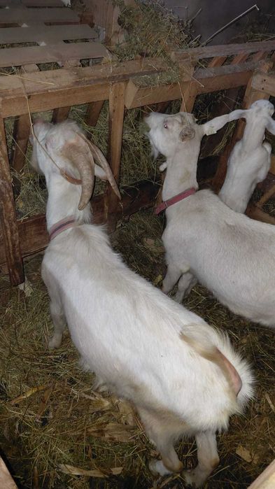 Vând sau schimb țap de rasă Sanen