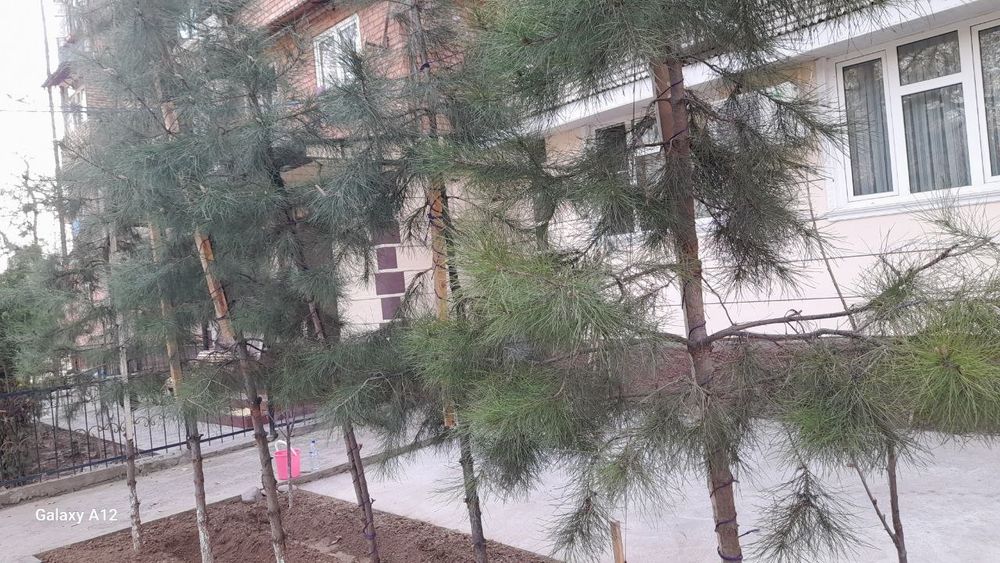 Садовник  и облагоустройство дворов