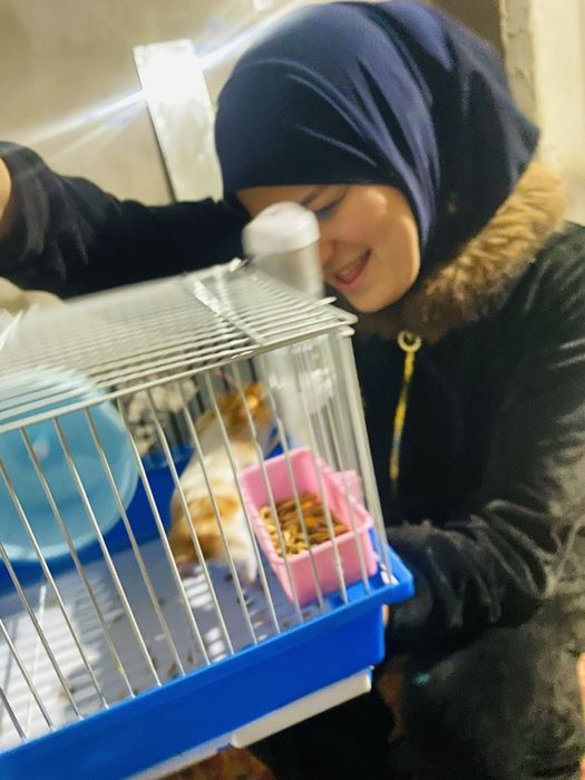 Хомяк по низкой цене