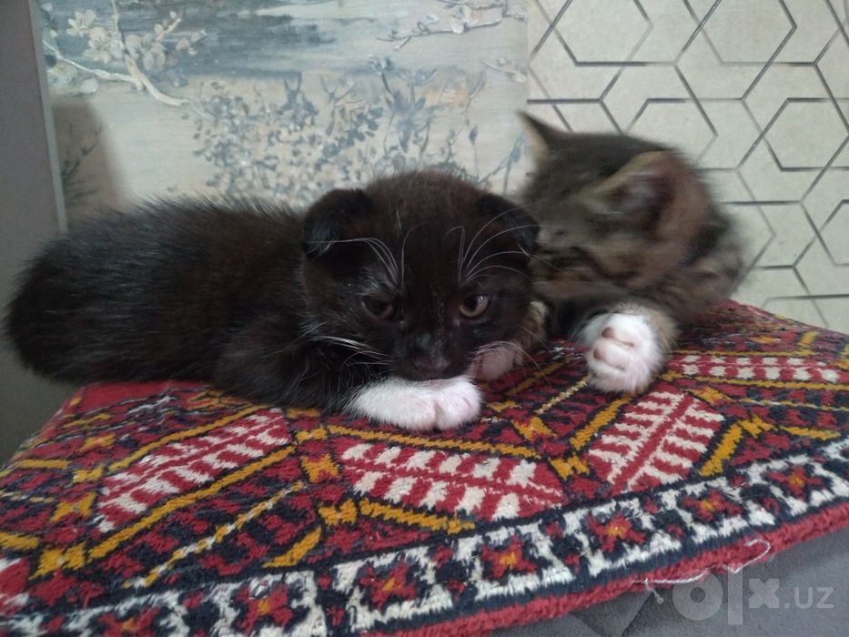 Котятки продаются