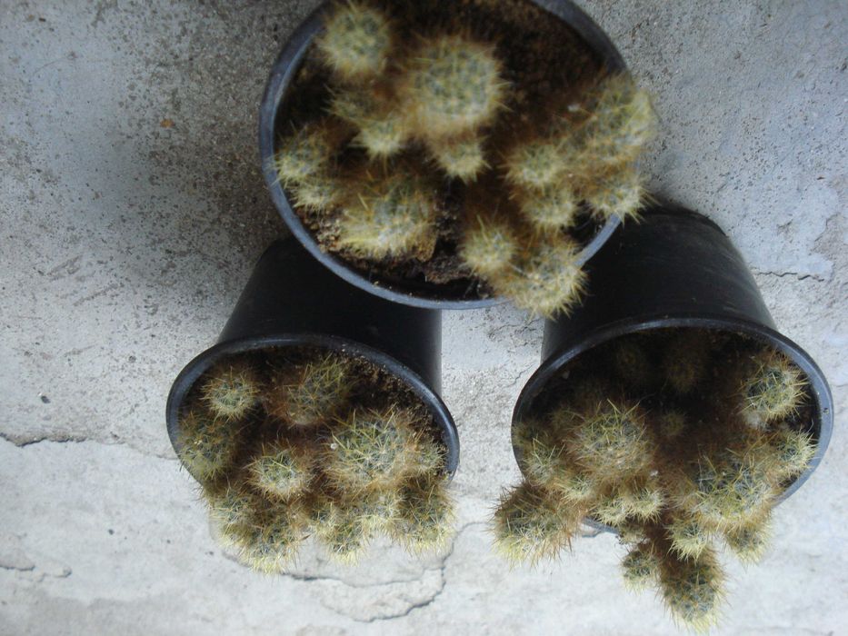 Традесканция, Сансевиера, Кактус, Калатея Розеопикта