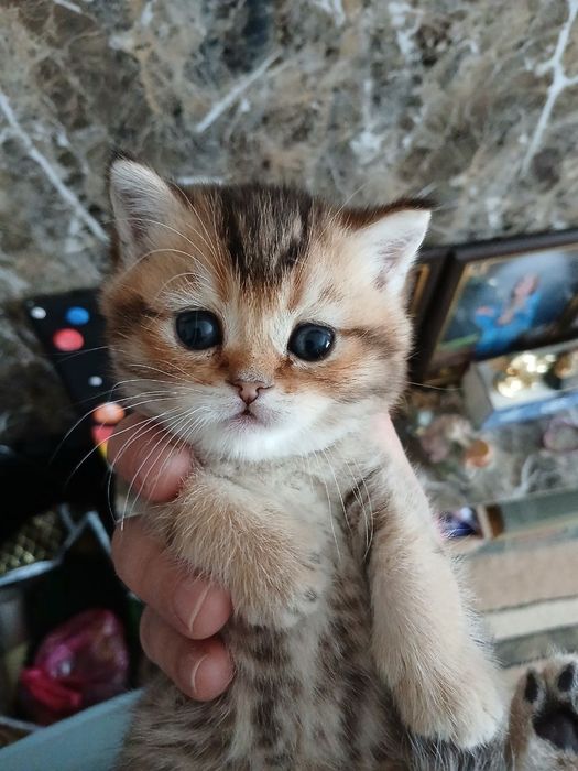 продаю скоттиш страйт шиншил