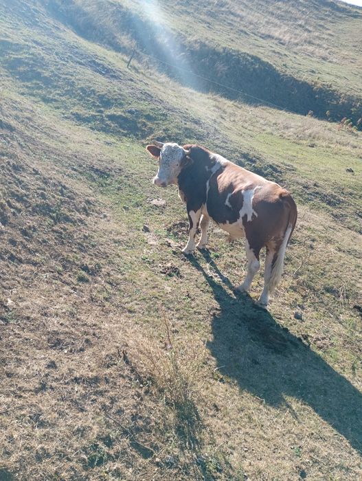 De vânzare taur de vacă