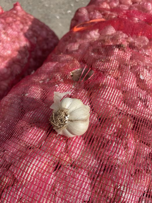 Samanta de lucerna usturoi pentru plantat si arpagic