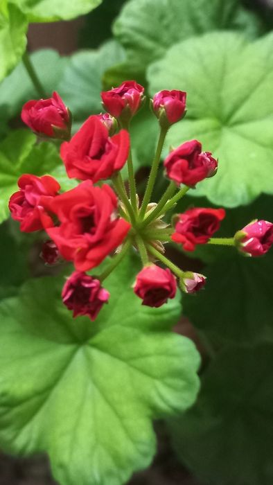 Продам Каланхоэ.Пеларгония,Герань,КОЛЕУС.