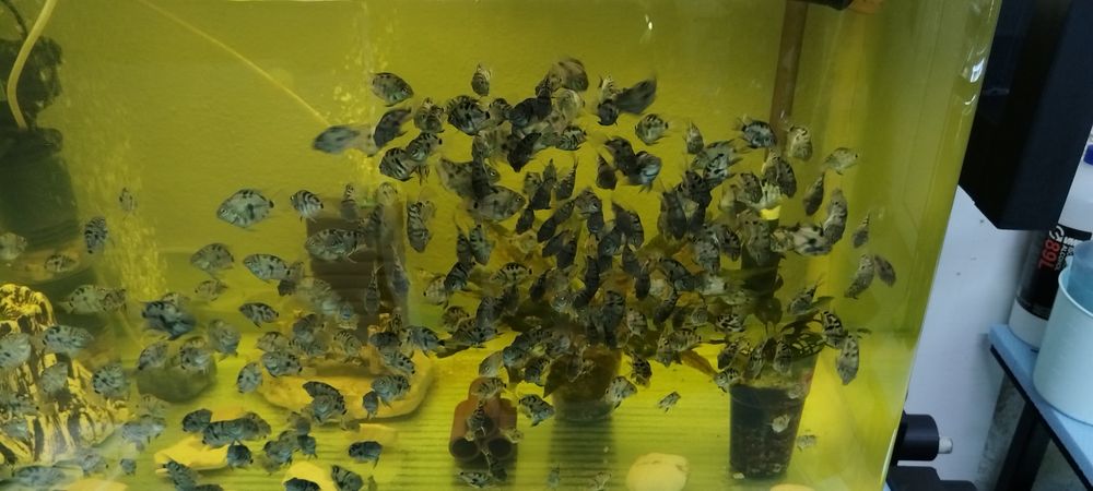 Син папагал/зебровидни цихлиди