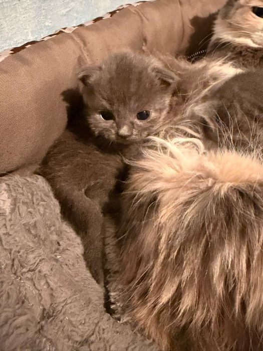 Отдаём  котята в добрые руки