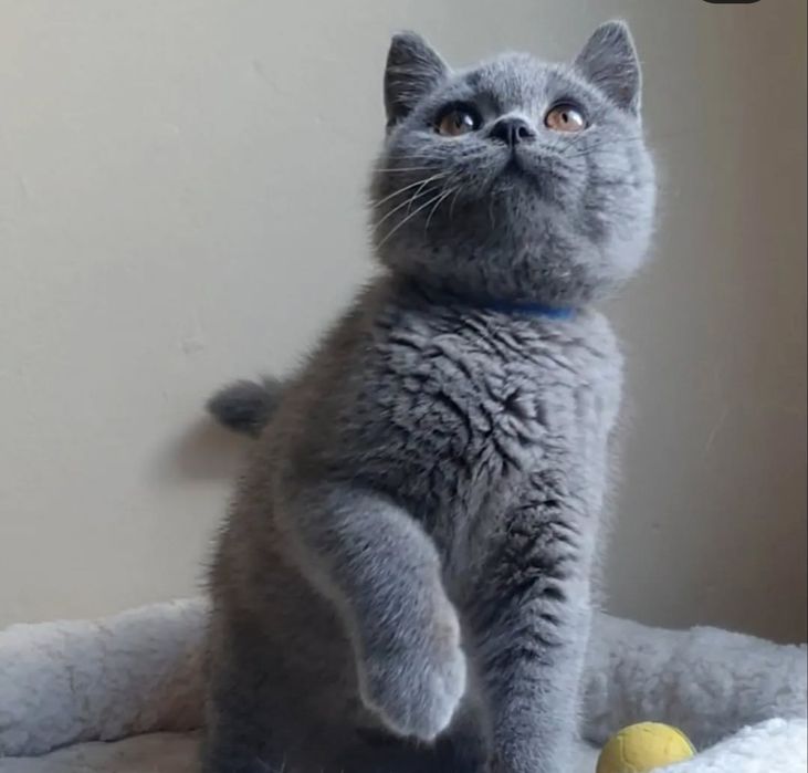 Britis Shorthair