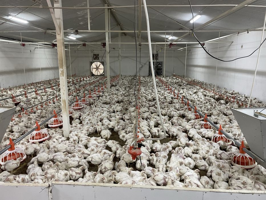 Домашние бройлеры