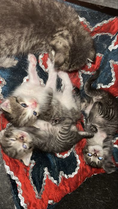 Отдам котят в хорошие руки