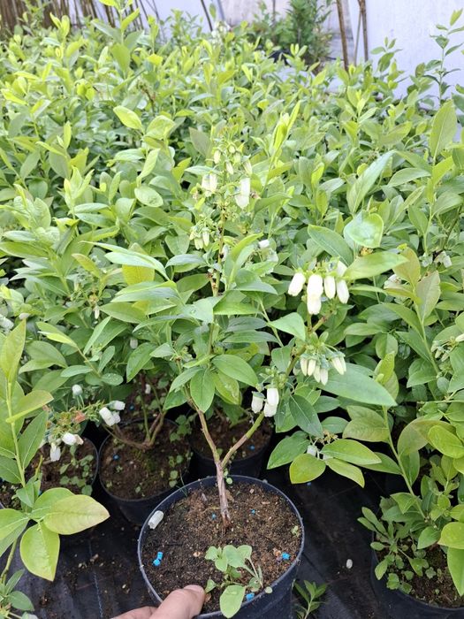 Американска боровинка в саксия