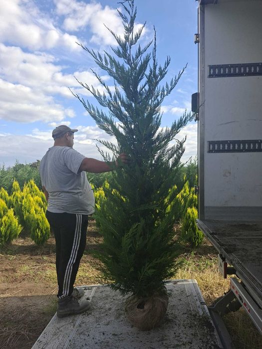 Chiparos Leyland 150 cm (Cupressus leylandii) - Gard viu verde dens