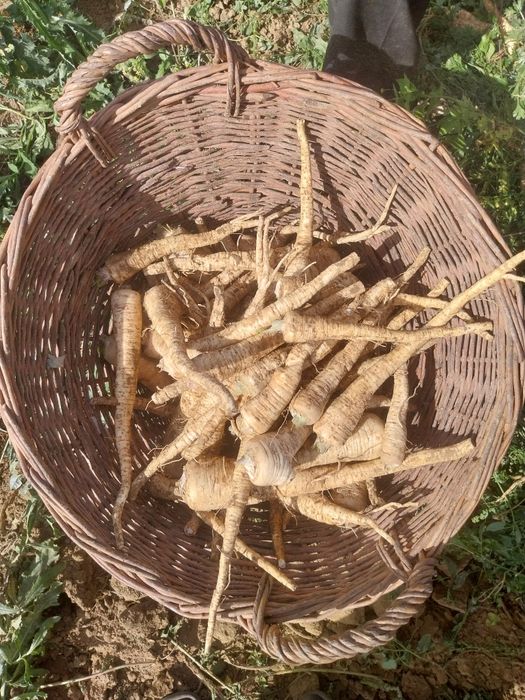 Telina, patrunjel, pastarnac