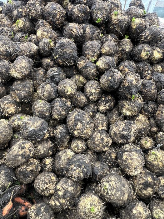 Telina print de vanzare