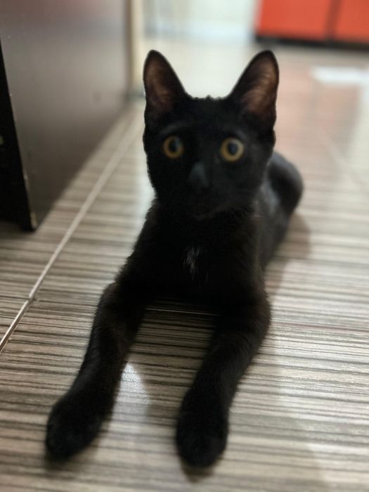 Отдам котенка в добрые руки