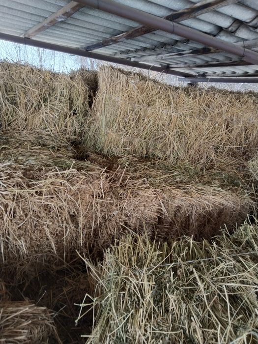 Продам тюки клевера.