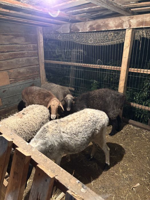Продам овцематок