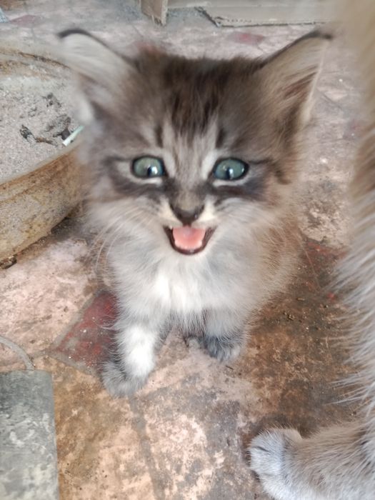 Котята котята котята !