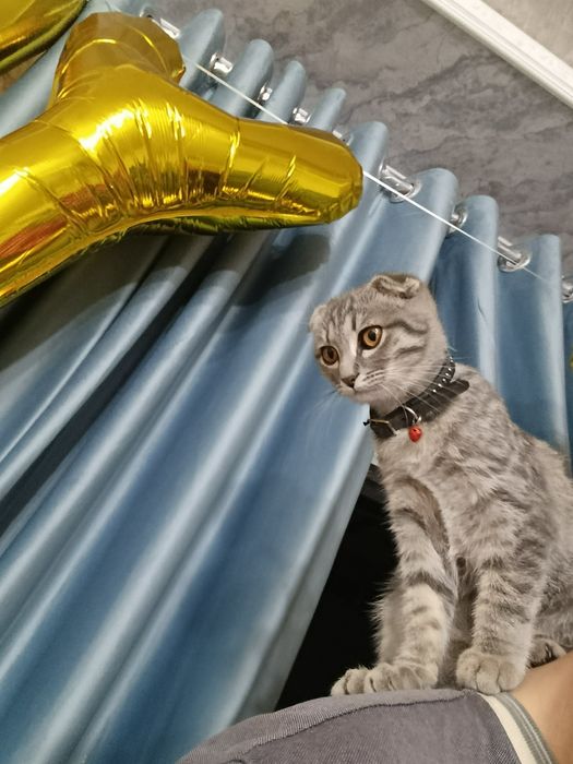 Скотиш фолд британский парода