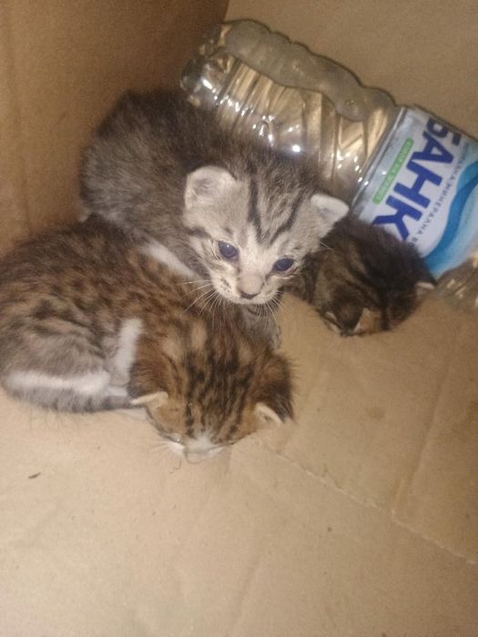 Малки котенца на един месец търсят спешно дом гр. Варна