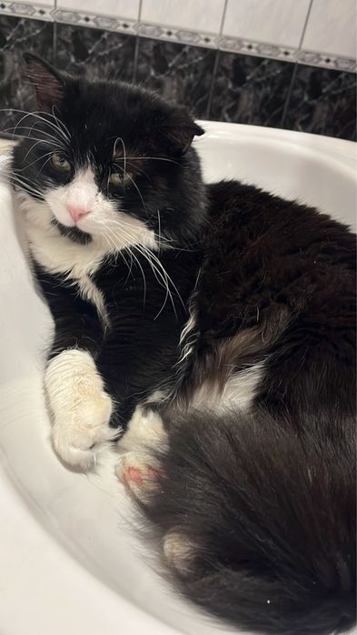 Cazare/Boarding/Pensiune pisici in Popesti-Leordeni