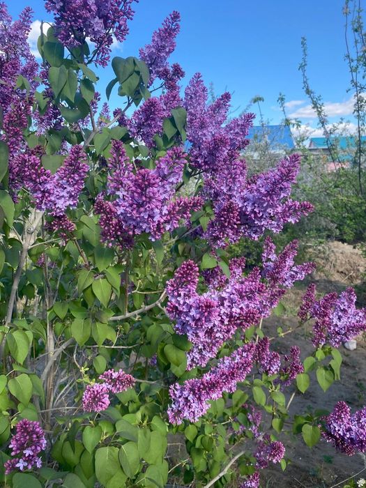 Сирень  пышная ароматная.