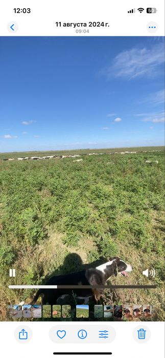 Ешкі сатылады тірідей және сойып та